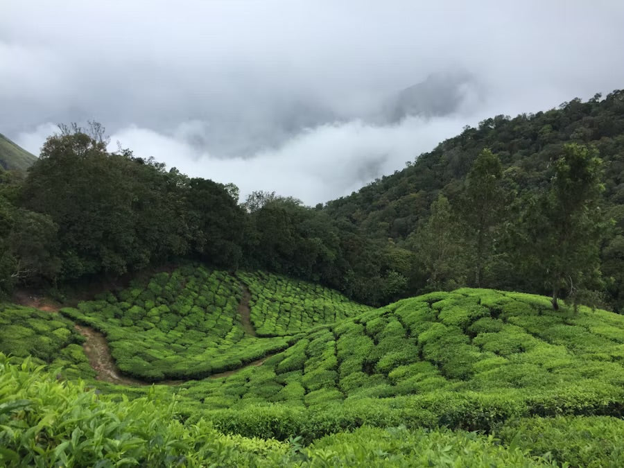 Tracing the Origins of Assam Tea: Why It’s the World’s Favourite